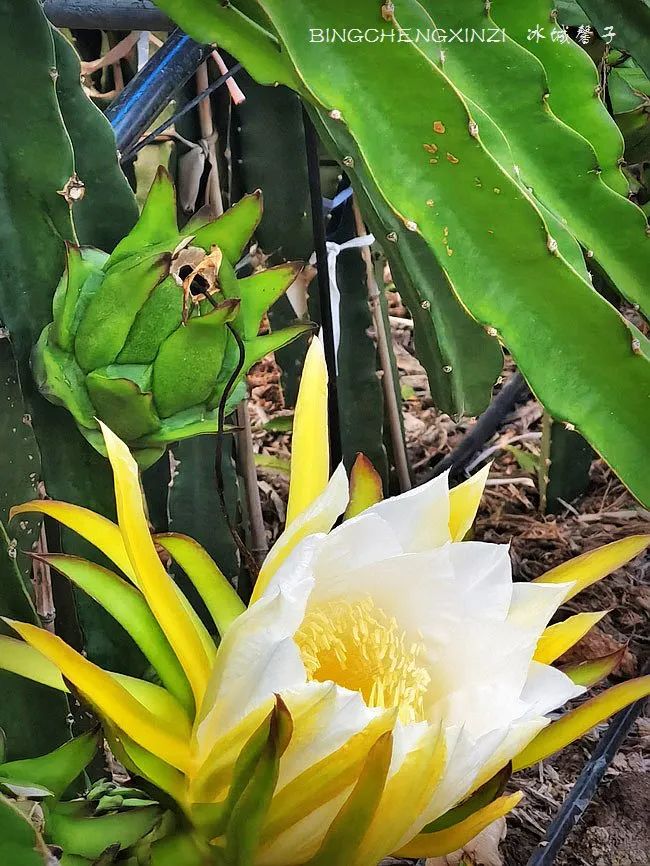 做把“村姑”，走进海南灯火灿烂的火龙果园