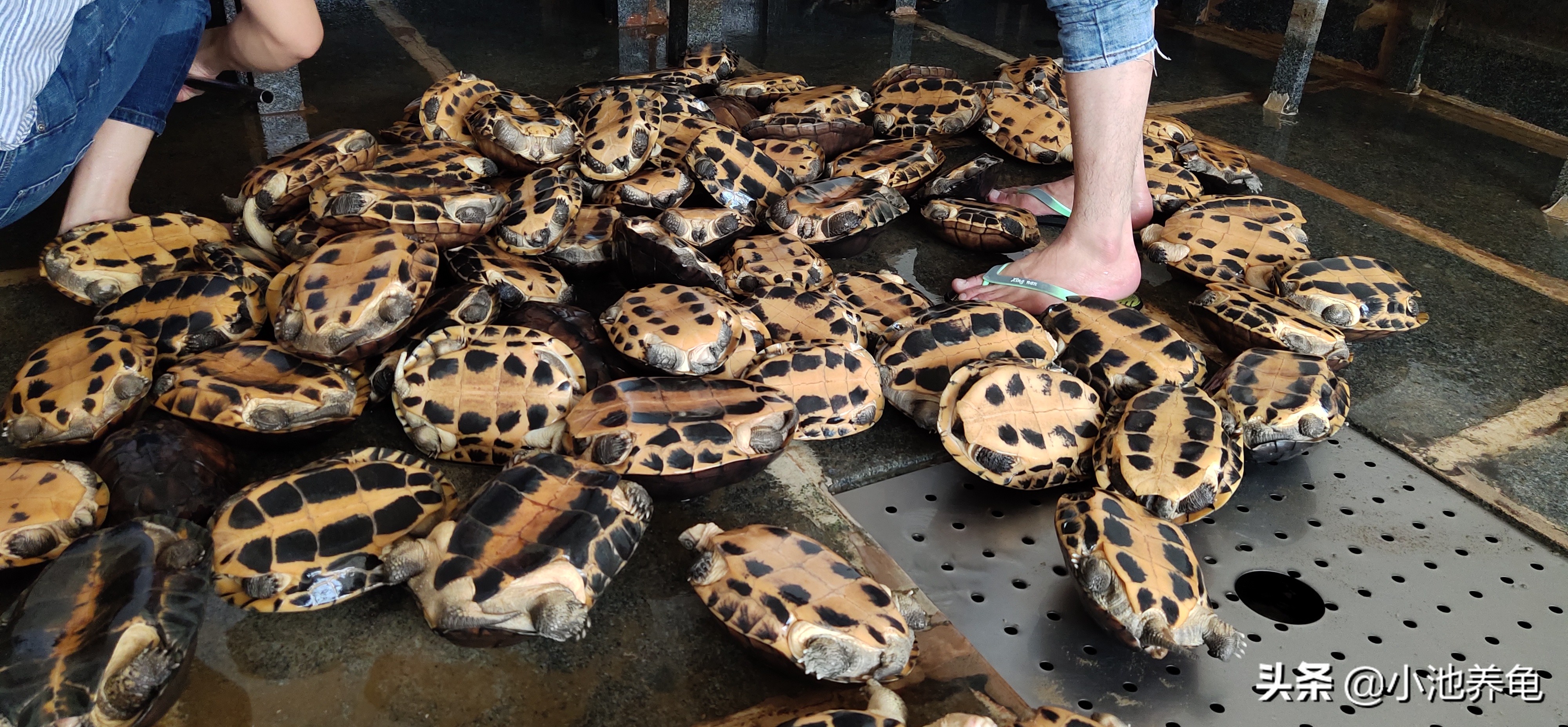 新手买乌龟要买什么样的龟才好养,养龟新手入门教学