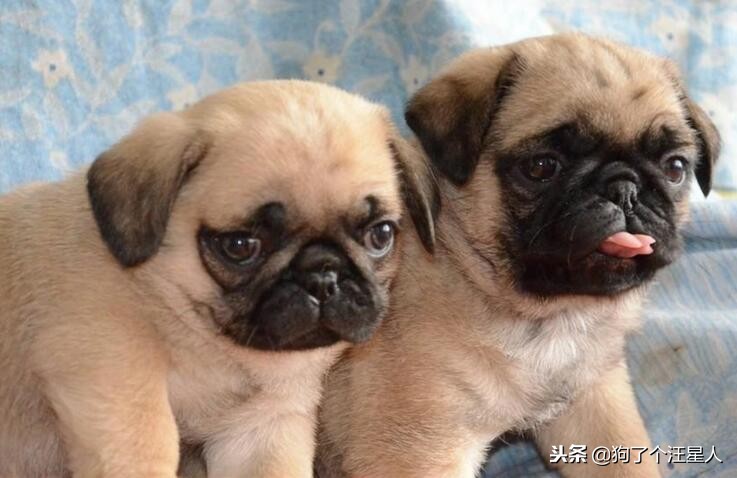 小狗吃哪种狗粮便宜又好,小狗吃什么狗粮好幼犬狗粮排行榜