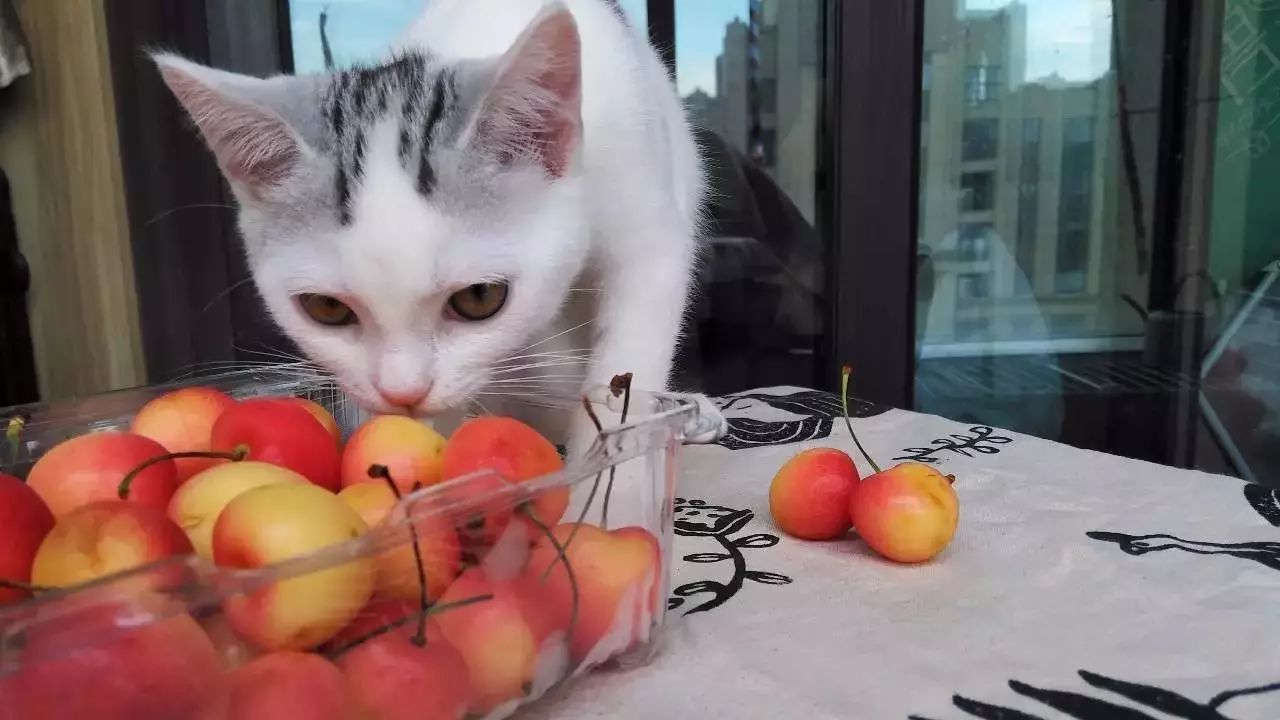 猫咪没病就挑食强行喂,猫咪该怎么喂食更健康