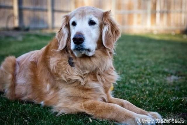 狗狗冷知识500条,狗狗柯基冷知识