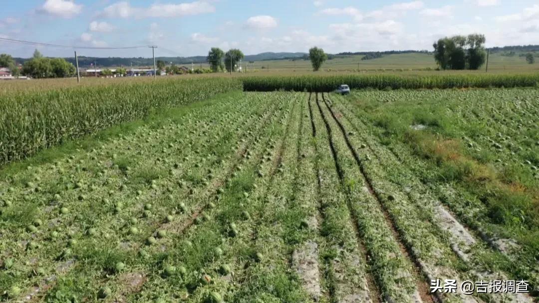 东丰县那丹伯镇十八道村20亩成熟西瓜被冰雹砸伤,面临滞销困境!社会各界争当“吃瓜群众”