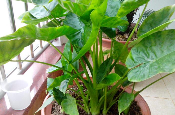 滴水莲开叉怎么培育,滴水观音的正确摆放