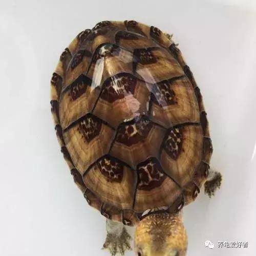 如果你不懂龟，看完之后会想要一只吗？