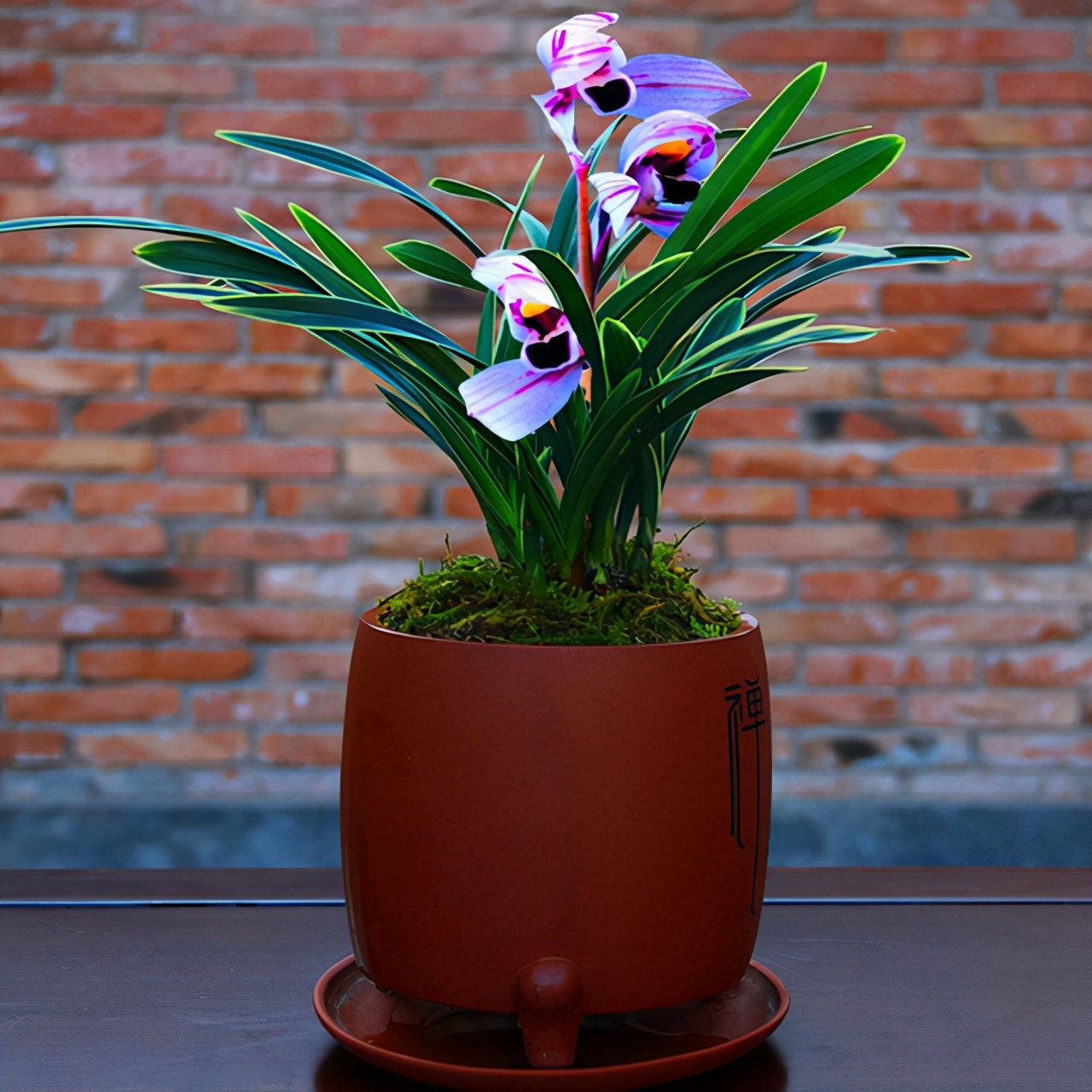 花开紫色的叫什么兰,紫月兰四季开花重瓣红玫瑰