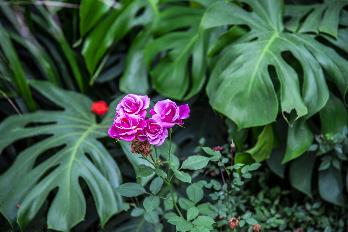 洋湖国家湿地公园,洋沙湖国家湿地公园马鞭草