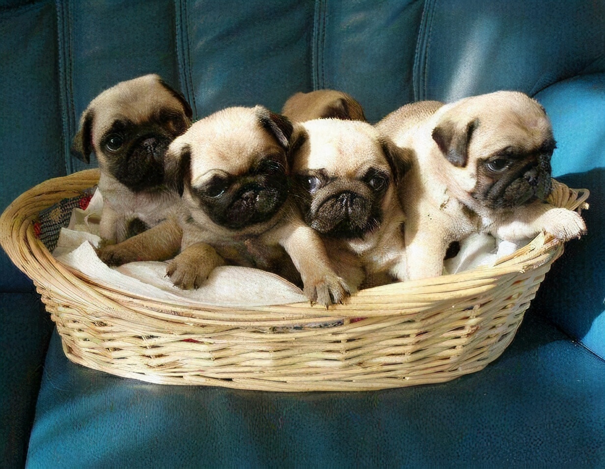 购买巴哥幼犬如何选择,购买巴哥幼犬怎么挑