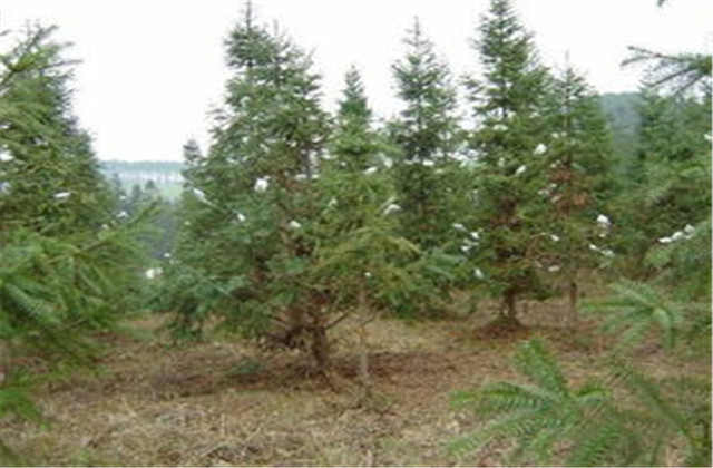 杉木栽植技术要点有哪些,杉木种植方法与技术