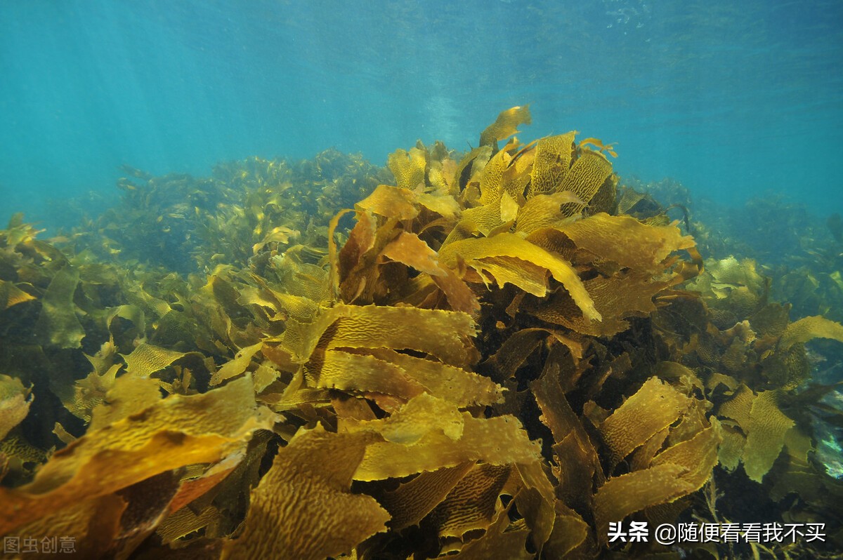 海带推荐面膜,海带面膜的功效与作用