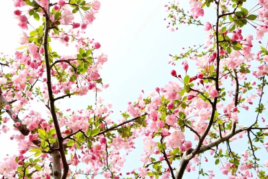 看到花的时候，不知是什么花？那就收下这份百花图谱