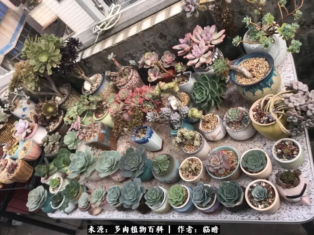 多肉带给我的感情,多肉给人们带什么作用