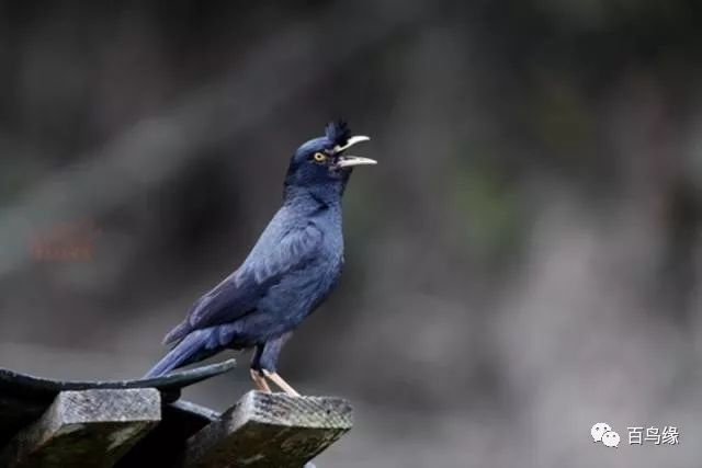 八哥教语细节和精髓,八哥学话的八大要素