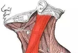 颈部胸锁乳突肌后部有结节,颈部胸锁乳突肌有一个包