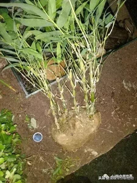 丛林造景黄缘龟池设计图大全,龟宝宝黄缘龟生态缸造景教程