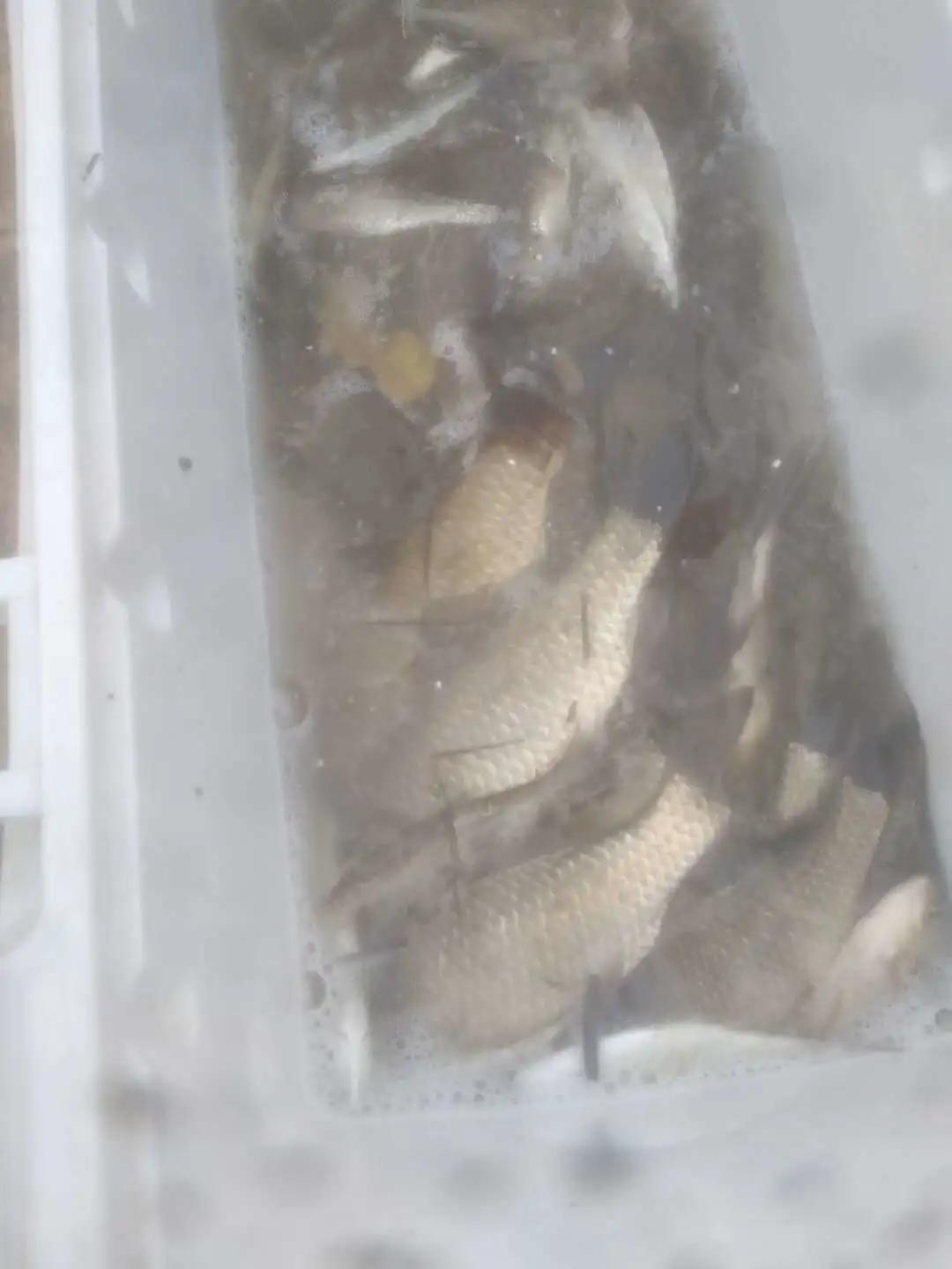 黑龙滩水库最新鱼情,德阳中江继光水库