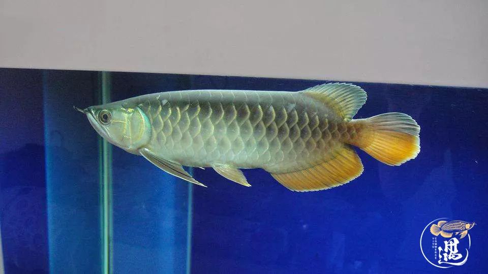 因为换水不规律，我的龙鱼烧尾了...