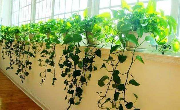 绿萝有顽强的生命力非常好养护,绿萝怎样才能四季常青