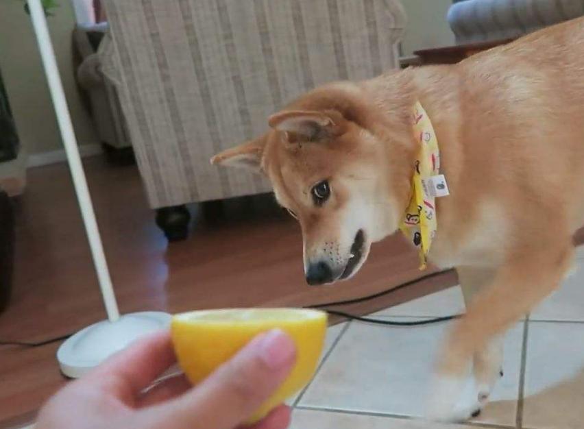 狗狗不能吃的八大食物,狗狗不能吃的十种水果有哪些