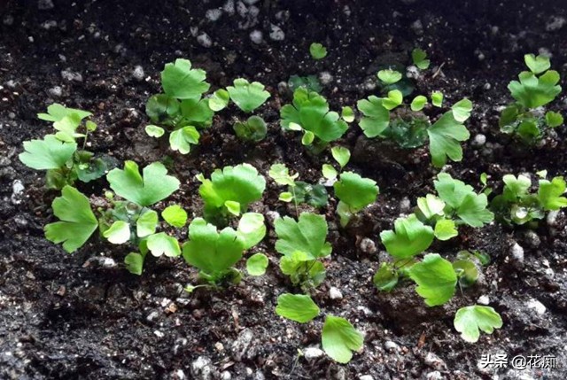 铁线蕨枯死？别着急，剪下几片叶子，1个月变成小森林