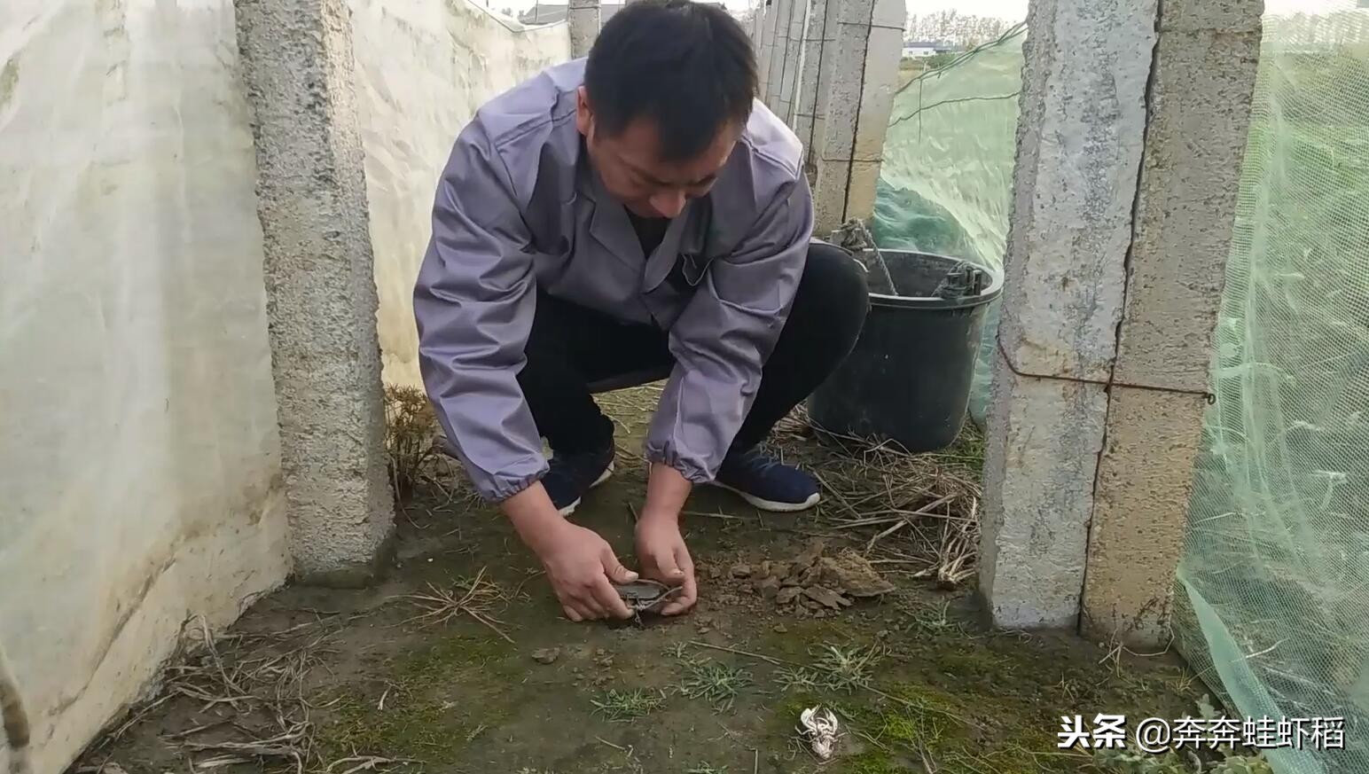 农村养青蛙，养得好一亩能赚2-3万，一亩田要投入多少？