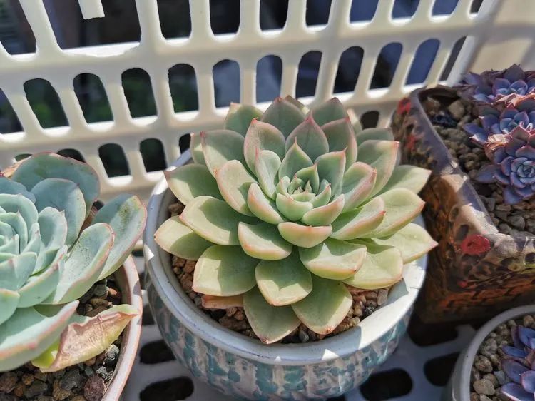 我和多肉,我与多肉