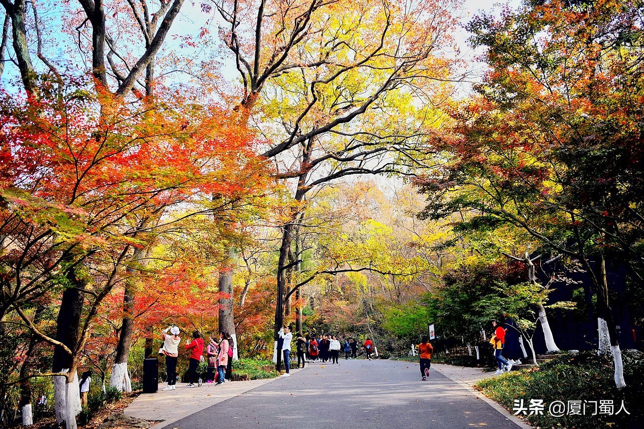 南京四大赏枫地 (南京赏枫胜地)