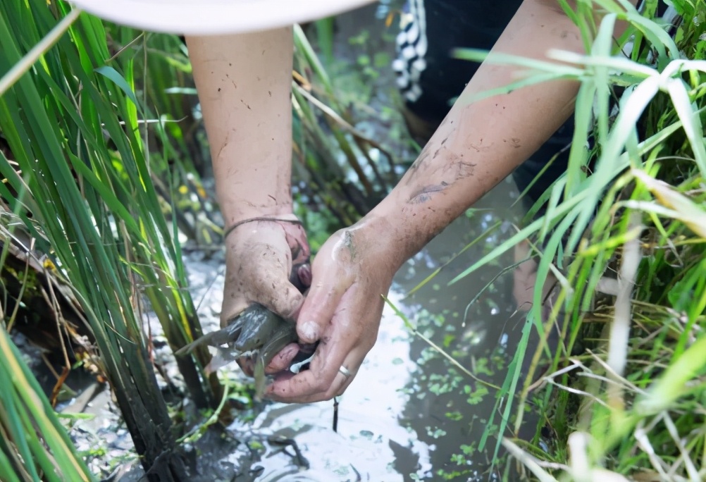 鲤鱼做贡品,鲤鱼亩产50斤