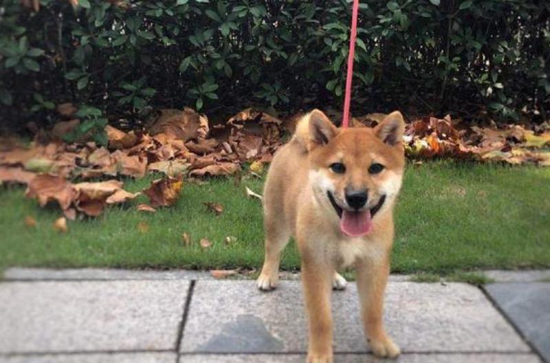 小柴犬不拉屎怎么办,柴犬挑食不喂它会一直不拉屎吗