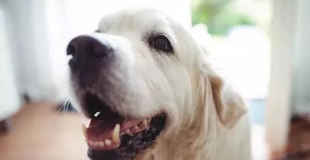 狗狗磨牙玩具玩不坏,狗狗磨牙玩具不伤牙