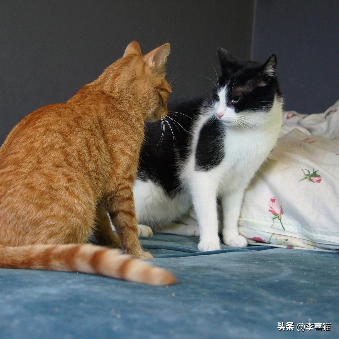 猫咪打架事件最新,近日铲屎官劝猫咪别打架