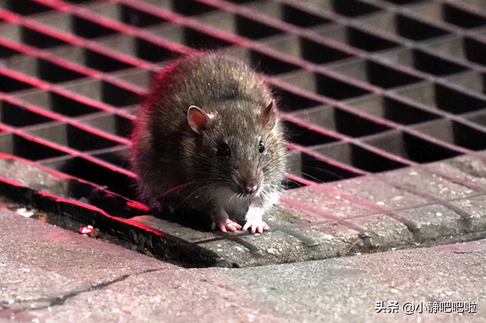 你不知道的国家冷知识摩洛哥,印度尼西亚颠覆你的认知