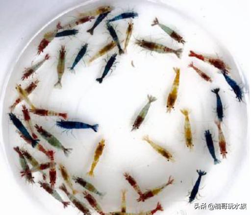 最常见的观赏虾以及饲养知识,观赏虾的饲养与繁殖方法