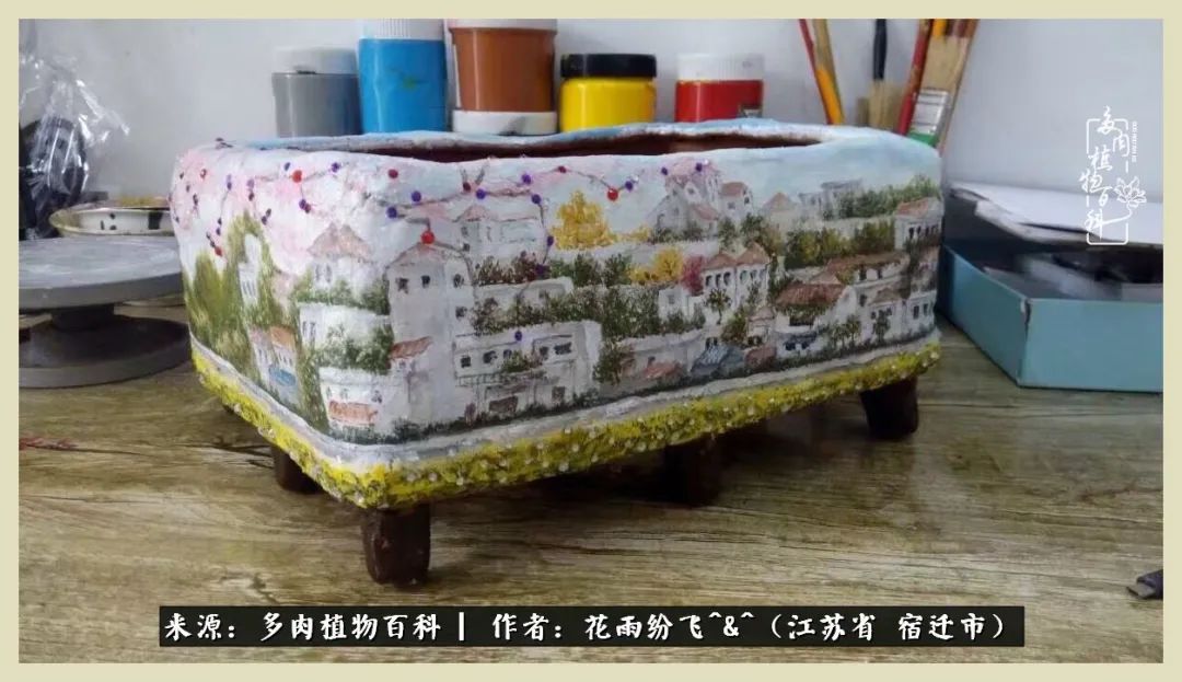 我家老臧：从反对到爱屋及乌的多肉守护人