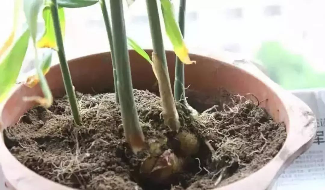 冬天能种生姜盆栽吗,盆栽生姜可以过冬明年继续种吗