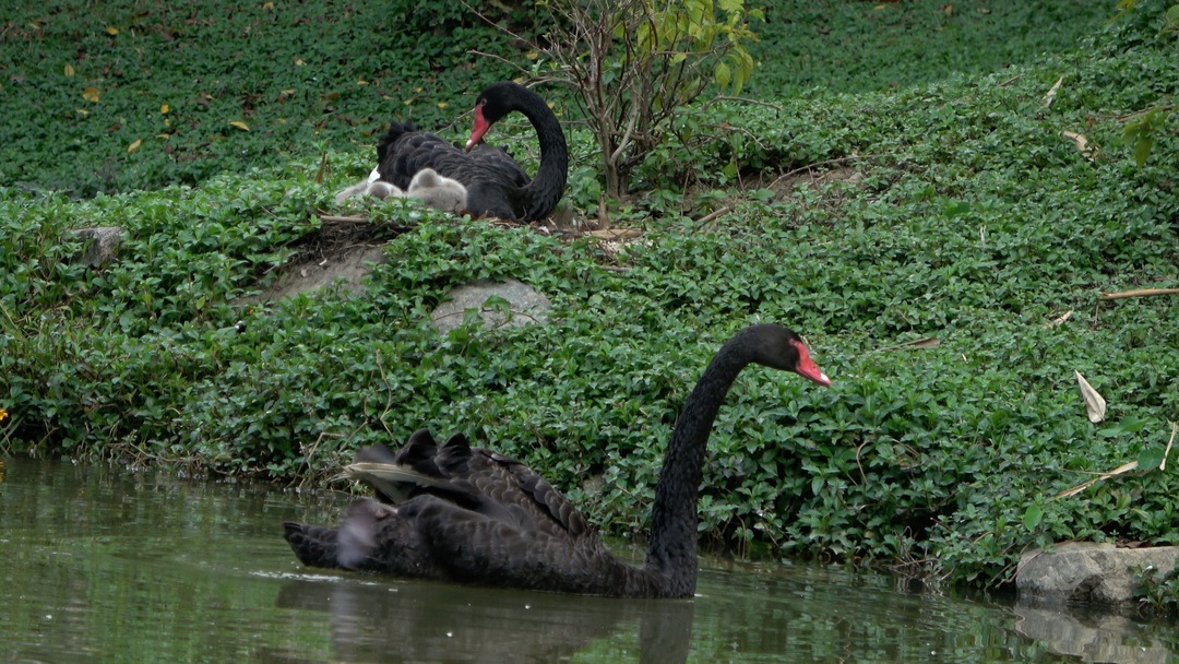 森波拉森林景区,广东清远森波拉旅游度假区