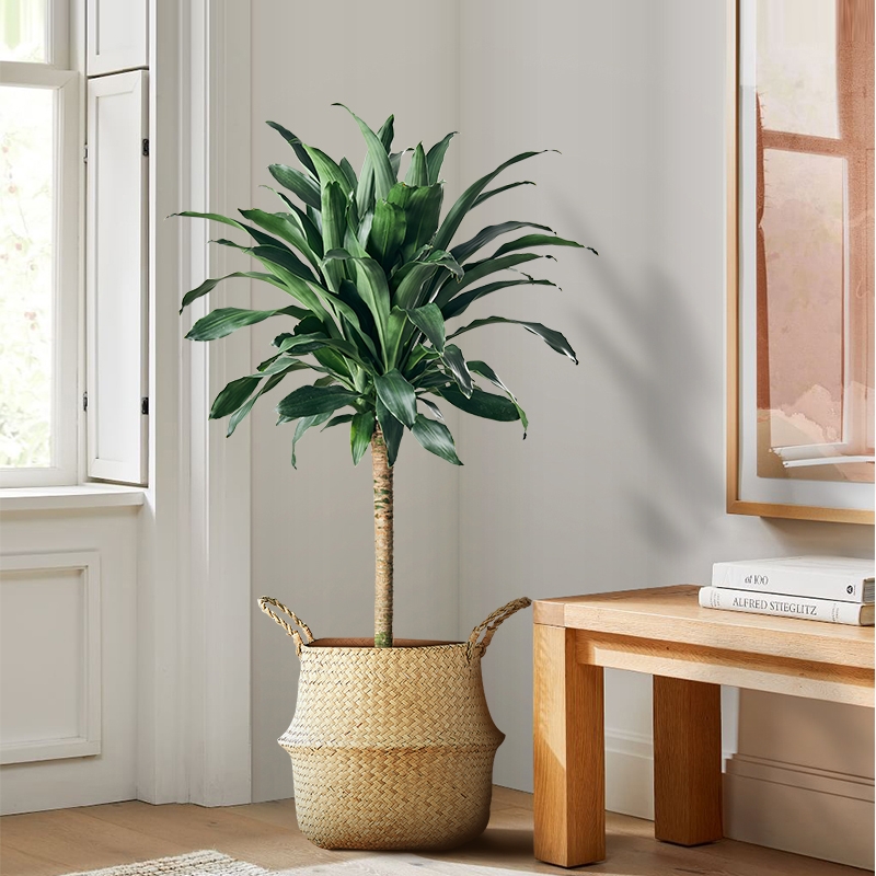 100种绿植大全,50种盆栽绿植花卉大全