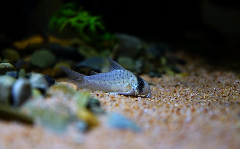 南美水族论坛推荐,南美水草造景论坛
