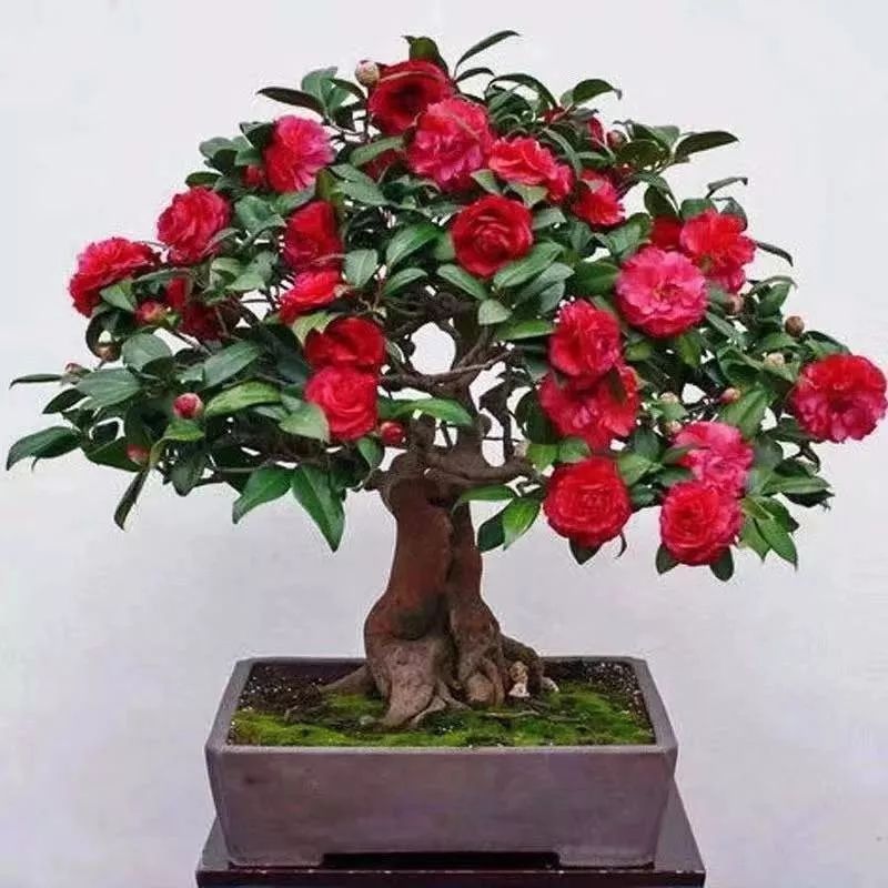 这六种花寓意吉祥好养易活,公认最吉利的4种花