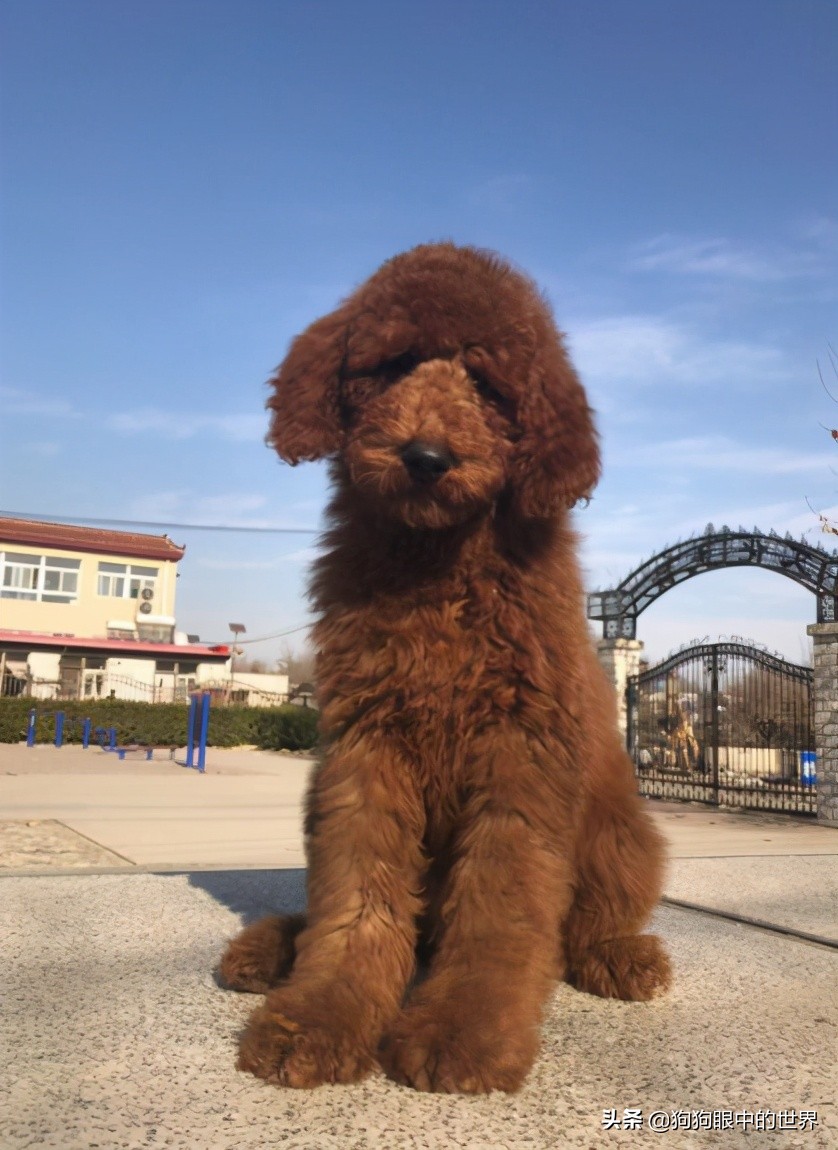 巨型贵宾犬到底有多聪明,巨型贵宾犬聪明吗