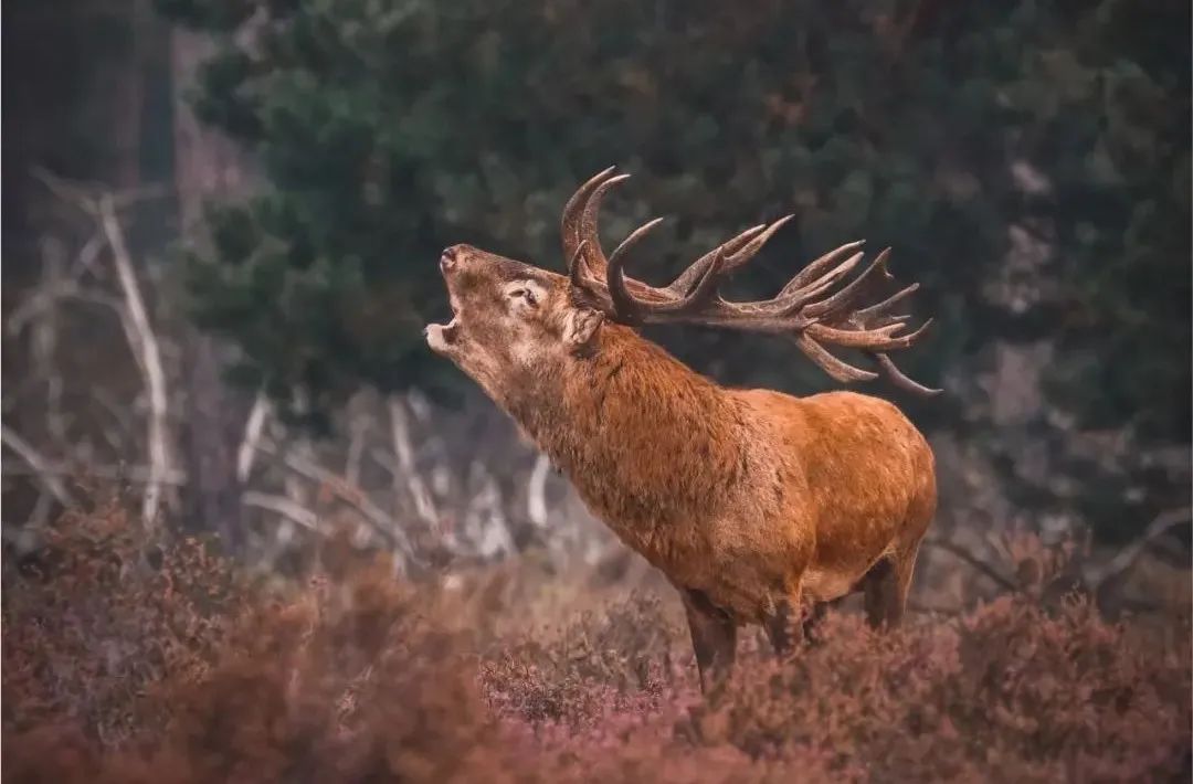 伦敦一套公寓价=万亩庄园,539年来首次出售,女王邻居.带森林河流