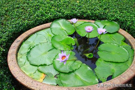 睡莲水培植物的种植方法,怎么种植睡莲水培植物