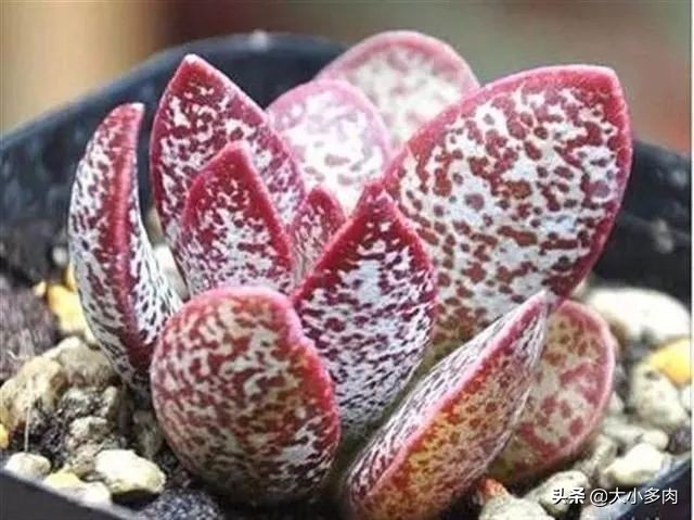 水泡海豹和粉海豹,水泡海豹种类大全大图