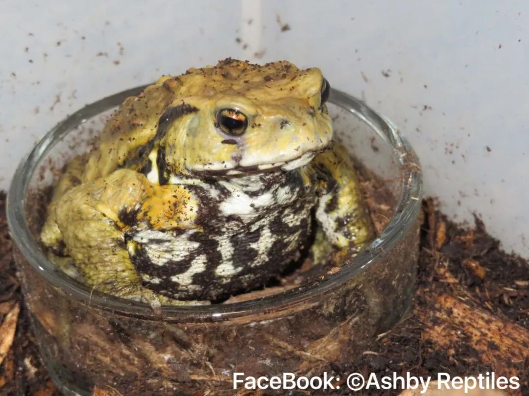 中华蟾蜍的快乐饲养法——养蛤心得分享|肆养来稿