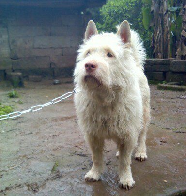 狩猎能力最强的猫,最凶残的下司犬排名