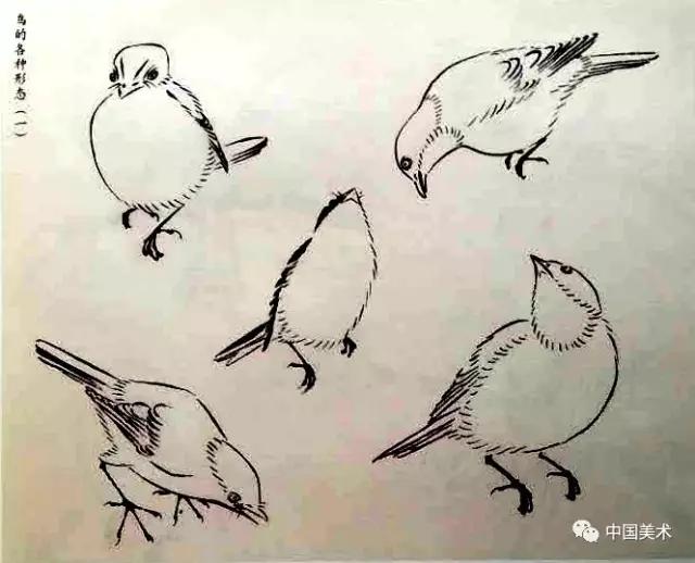 禽鸟画教程,最简单的禽鸟画法
