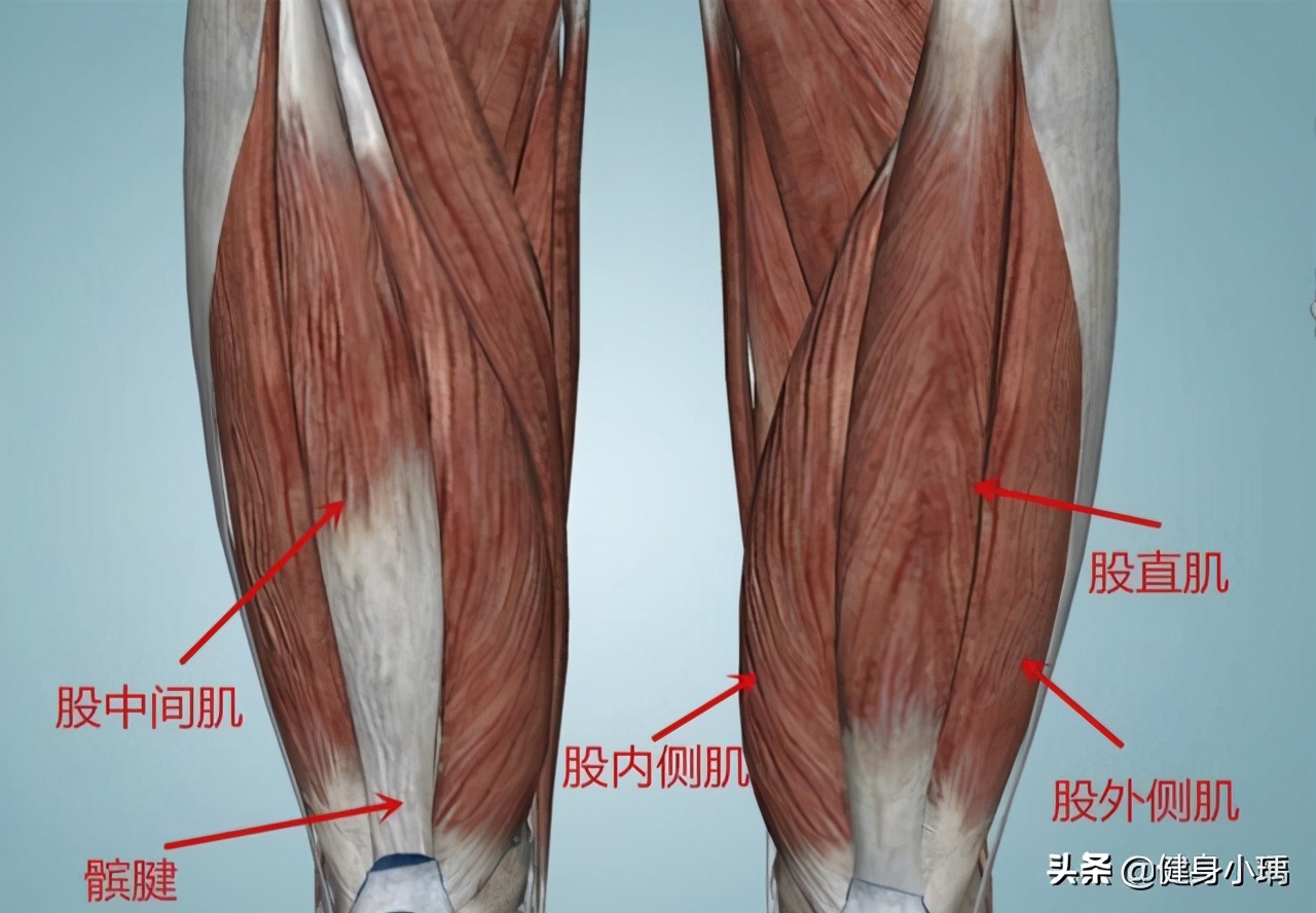 腿部肌肉的教学,腿部肌肉是如何发力解剖图
