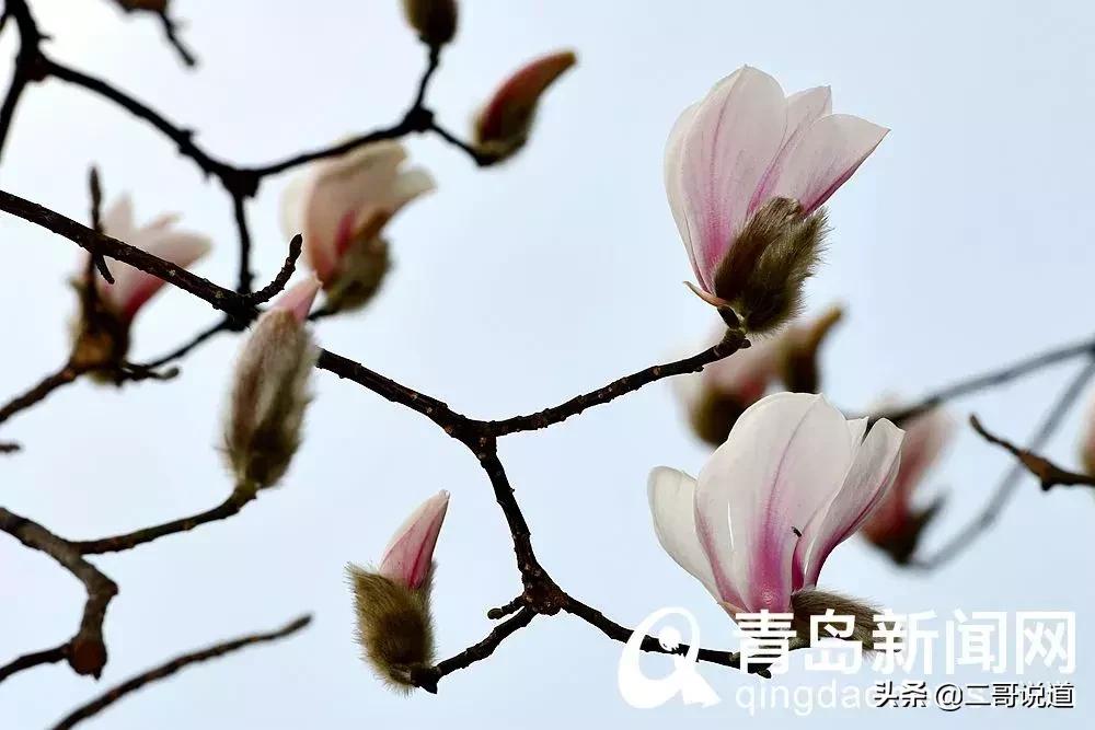 春日青岛游玩攻略,春日出游青岛