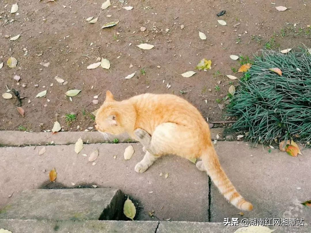 湘潭大学图,湘潭大学是湘大校友最多的大学