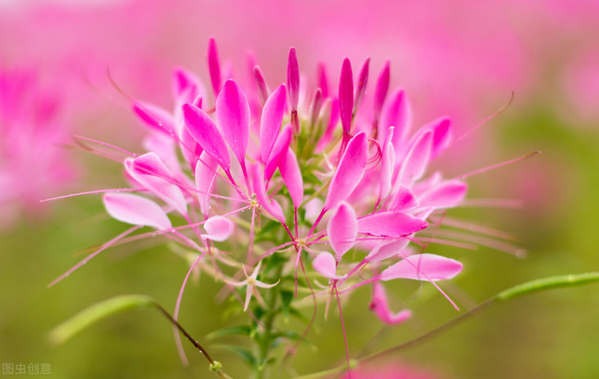 女人肾虚怎么补最快最好,女性肾虚脾虚怎么调理最佳