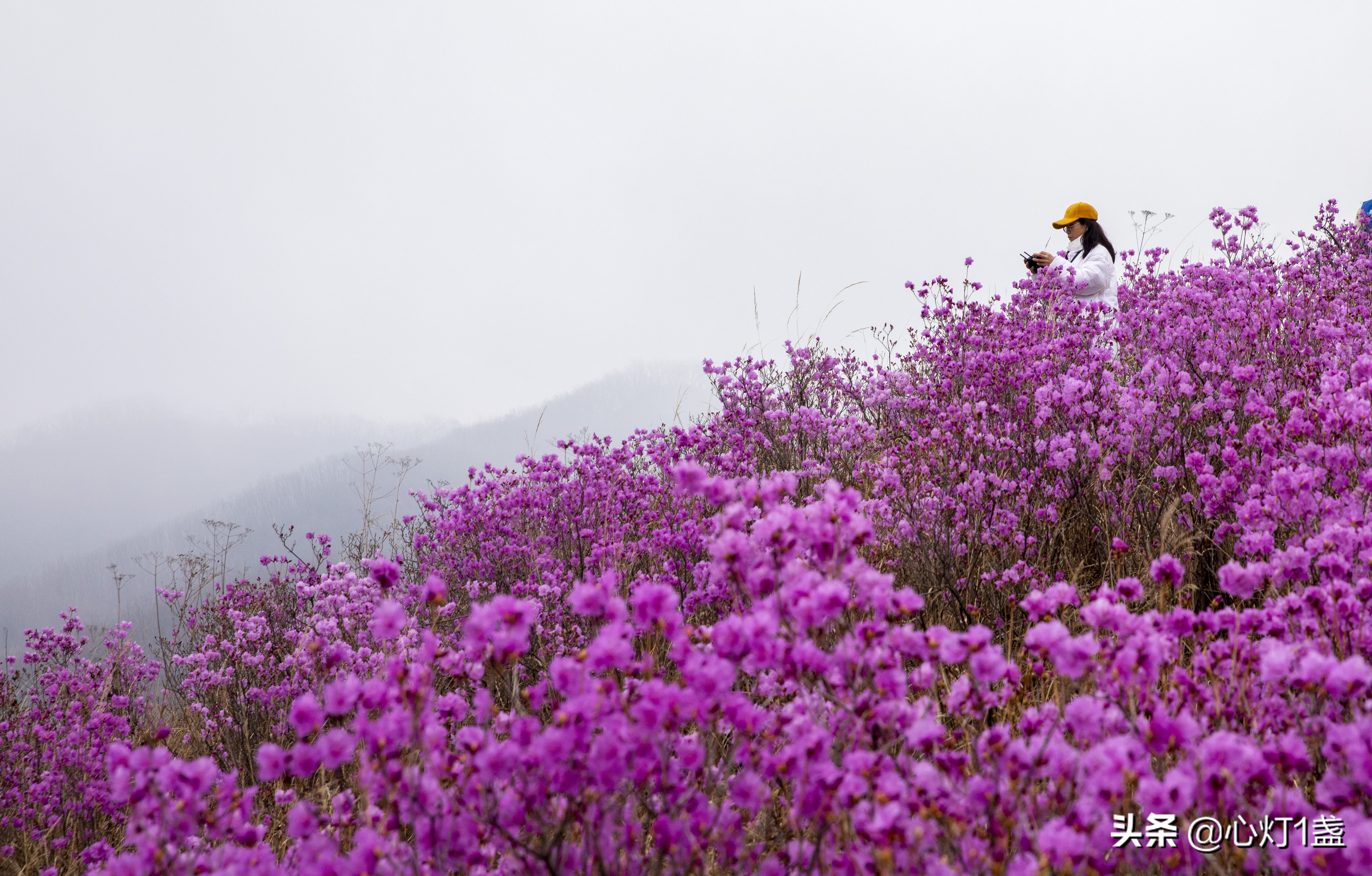岫岩映山红花海要门票吗,岫岩黄岭映山红花期